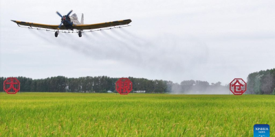 MENSAGEM: na foto de uma aplicação aérea em 18 de agosto no arrozal da Fazenda Suibin, noroeste de Heilongjiang (próximo à fronteira chinesa com a Rússia), lê-se a mensagem “grande celeiro de grãos”, nos ideogramas em vermelho fixados no campo