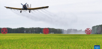MENSAGEM: na foto de uma aplicação aérea em 18 de agosto no arrozal da Fazenda Suibin, noroeste de Heilongjiang (próximo à fronteira chinesa com a Rússia), lê-se a mensagem “grande celeiro de grãos”, nos ideogramas em vermelho fixados no campo