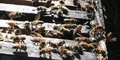 PROTEÇÃO: setor aeroagrícola tem um longo histórico de proteção aos insetos polinizadores no interior paulista - foto: Castor Becker Júnior/C5 NewsPress