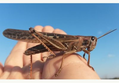 langosta
