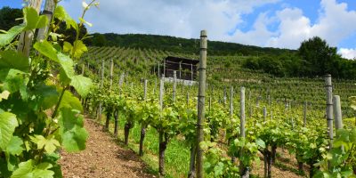 vineyard-in-switzerland