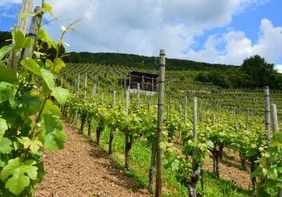 vineyard-in-switzerland