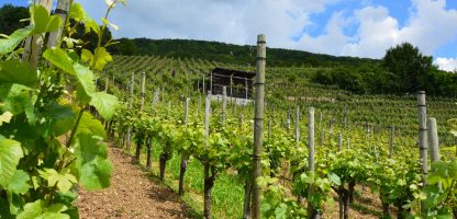 vineyard-in-switzerland